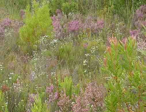   Fynbos